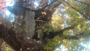 Ваксинират европейското дърво Стария бряст през пролетта