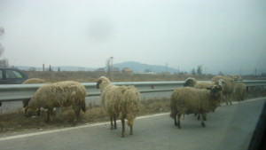 Конфискуват животните на собственик който нарушава Закона за ветеринарномедицинската дейност