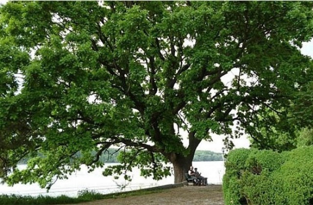 Вековен дъб от Силистра се бори за Европейско дърво на годината