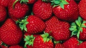 Търсят 350 жени за бране на ягоди