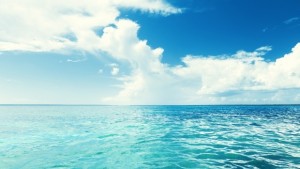 Разгадаха мистерията с подобно на чорап морско създание