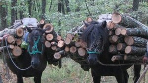 Дават на прокурор горски стражари