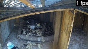 Единствените брадати лешояди в България вече имат яйце СНИМКА