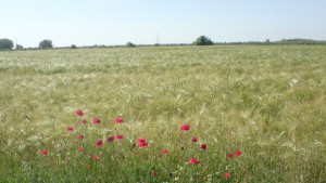 Близо 13 000 декара са общинските пасища и ливади за