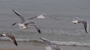 Времето на 10 февруари Облачно с валежи