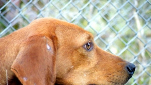 4000 бездомни кучета хваща всяка година Столична община