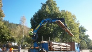 Успешно премина първия електронен търг за продажбата на дървесина