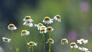 Само 11 билкозаготвителя не са подали годишни справки