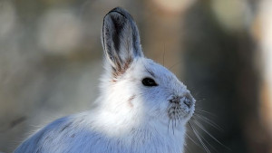 Учени замразиха и размразиха мозъка на заек