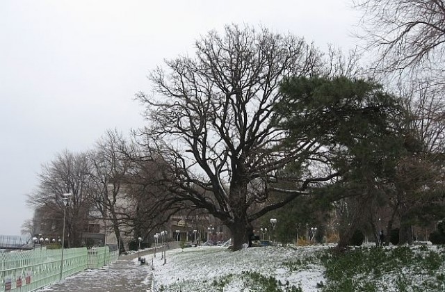 Да гласуваме за Дъба в Силистра в конкурса Европейско дърво на годината