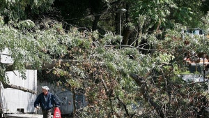 40годишно дърво падна върху къща на ул Неофит Рилски в