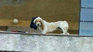 Кучета скелети живеят затворени на балкон СНИМКИ