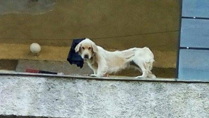 Спасиха затворените на балкон кучета