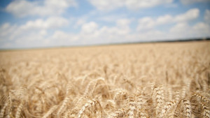 Ечемикът новата суперхрана