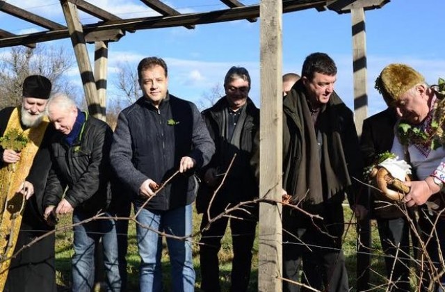 Даниел Панов заряза лозите в Килифарево и Лясковец