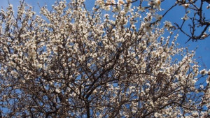 Бадемите във Варна разцъфтяха СНИМКИ