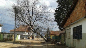 Вятърът изкорени голямо дърво