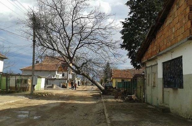 Вятърът изкорени голямо дърво