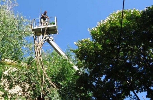 Изсичат 11 опасни дървета в Пазарджик