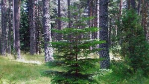 Над 25 млн лв за горски култури вложи Северноцентралното държавно