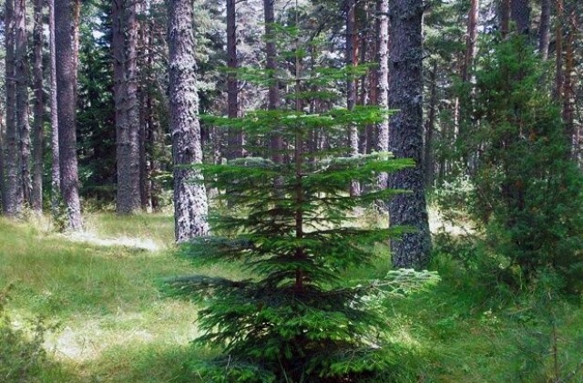 Над 2.5 млн. лв. за горски култури вложи Северноцентралното държавно предприятие