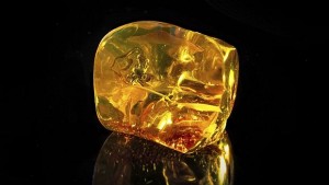 Кехлибар уловил отровно цвете преди 20 млн години