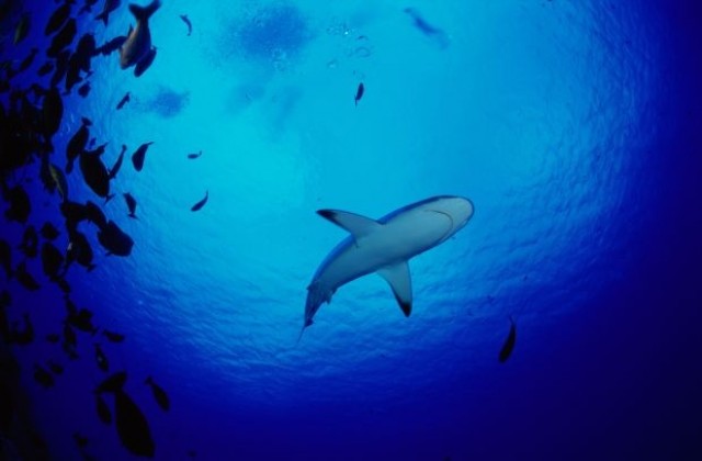 Хиляди акули се появиха по крайбрежието на Флорида