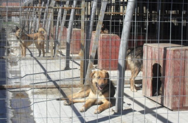 В кучкарника ограничават контактите с животните