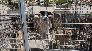 Намаляват бездомните кучета в София но се увеличават котките