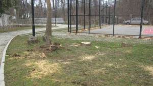 Започна изрязването на опасни дървета в парк Рила в Дупница