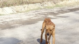 Гладен питбул обикаля Чудните скали