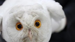 Бяла сова е новият пациент на Спасителния център