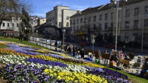 29 000 цветя фиданки и декоративни храсти са засадени през