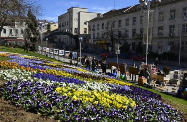 29 000 цветя, фиданки и декоративни храсти  са засадени през миналата година във В. Търново
