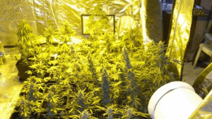 Полицейска операция във връзка с разпространението на наркотици се проведе