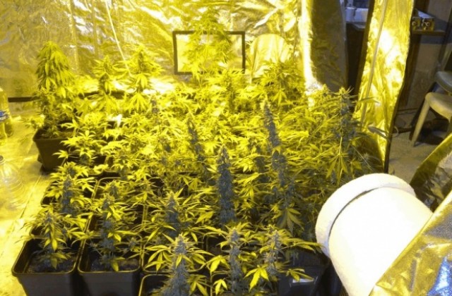 Полицейска операция във връзка с разпространението на наркотици се проведе в Русе