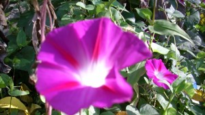 Проектът Моята градинка стартира от 1 март търновци избират как