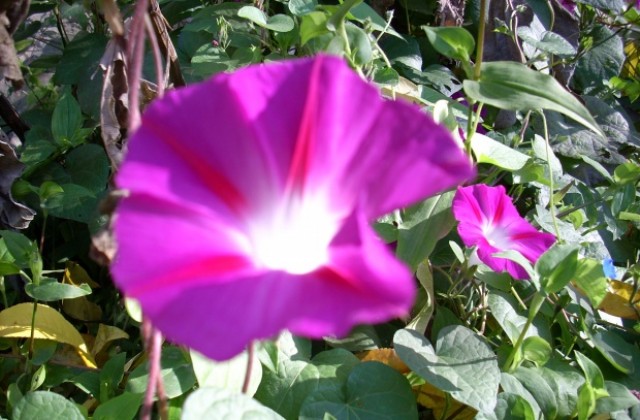 Проектът „Моята градинка” стартира от 1 март, търновци избират как да облагородят междублокови площи