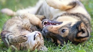 Официално Над 2000 бездомни кучета и 14 хил котки бродят