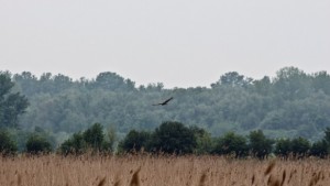 Около 900 декара суха трева е изгоряла при пожара в