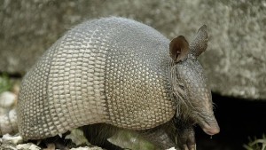 Учени разкриха още тайни за гигантски броненосец от Ледената епоха