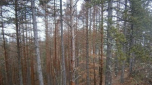 Близо 14 000 проверки извършили горски служители във Великотърновско през