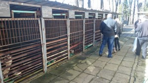 Ремонтират приюта за бездомни кучета в Дупница