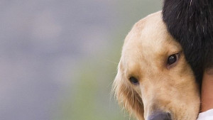 Молекула в кучешките очи улавя магнитните полета