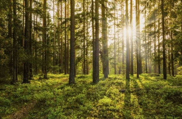 Бръмбари на път да унищожат част от древна гора в Полша