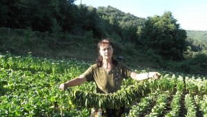 В България ще се произвежда само договорен тютюн от сертифицирани