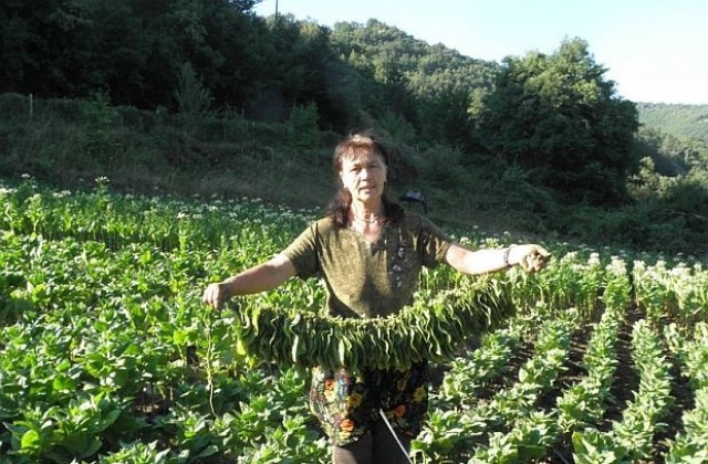 В България ще се произвежда само договорен тютюн от сертифицирани семена