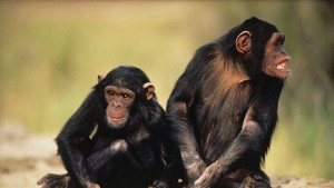 Учени идентифицираха общ прародител на шимпанзетата