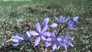 Забранява се продажбата на застрашени и защитени диворастящи растения