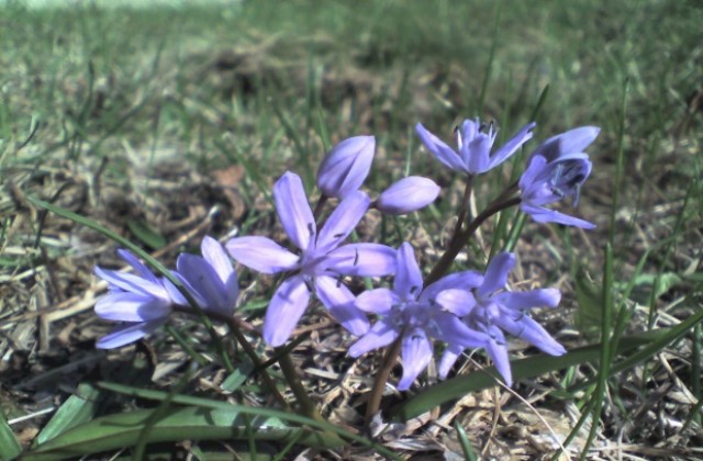 Забранява се продажбата на застрашени и защитени диворастящи растения